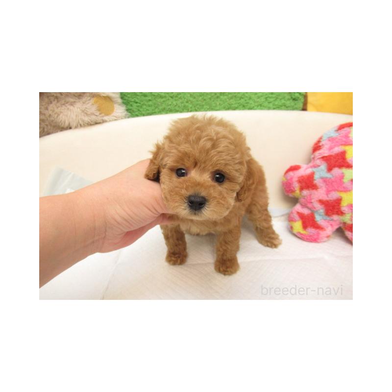販売中の大阪府のトイプードル-399932の1枚目