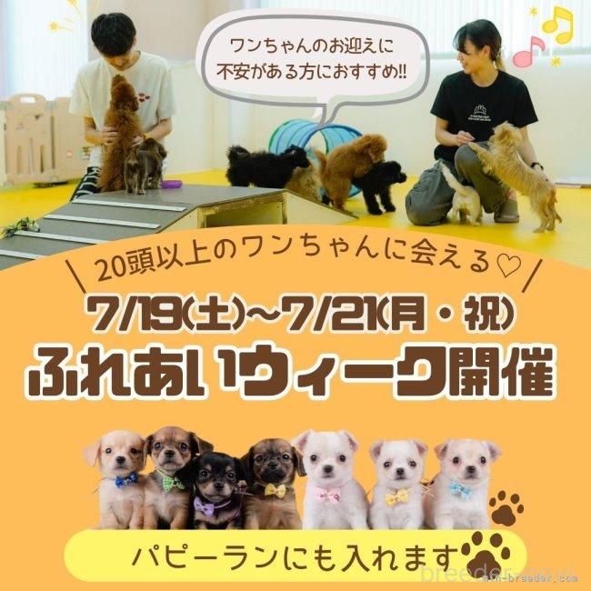 販売中の神奈川県のチワマル:チワワ×マルチーズ-399938の8枚目