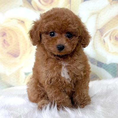 販売中の神奈川県のティーカッププードル-399424