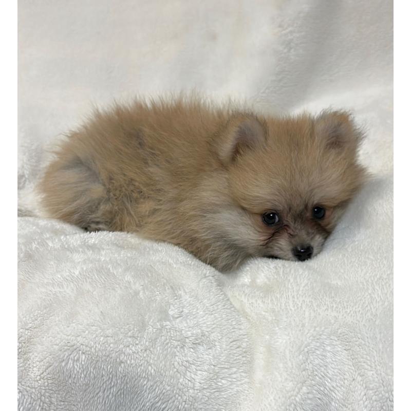 販売中の山口県のポメラニアン-399943の1枚目