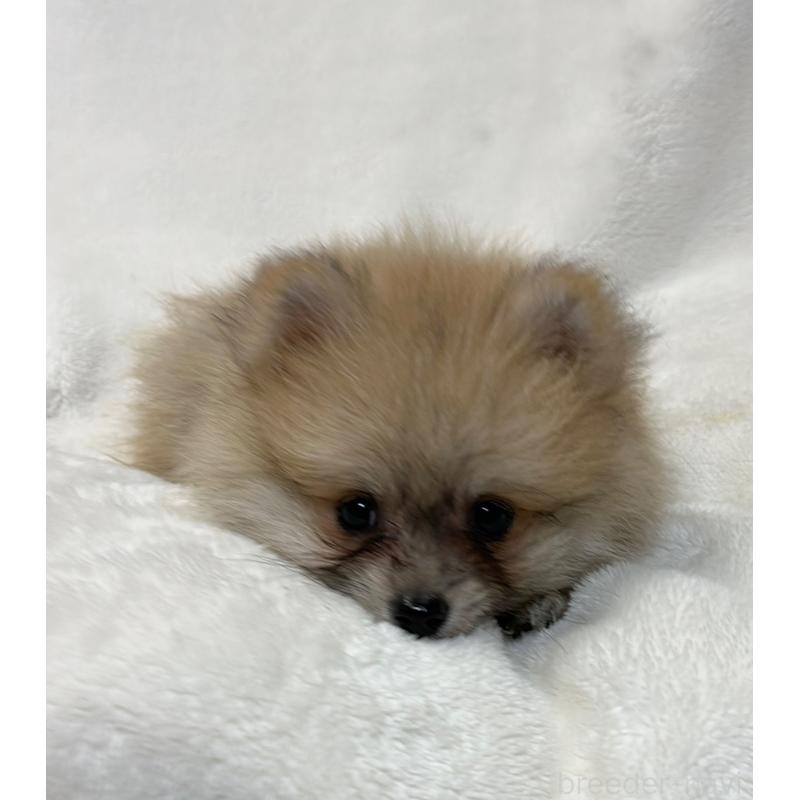 販売中の山口県のポメラニアン-399943の5枚目