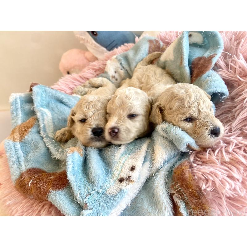 商談中の東京都のミックス犬-396052の1枚目