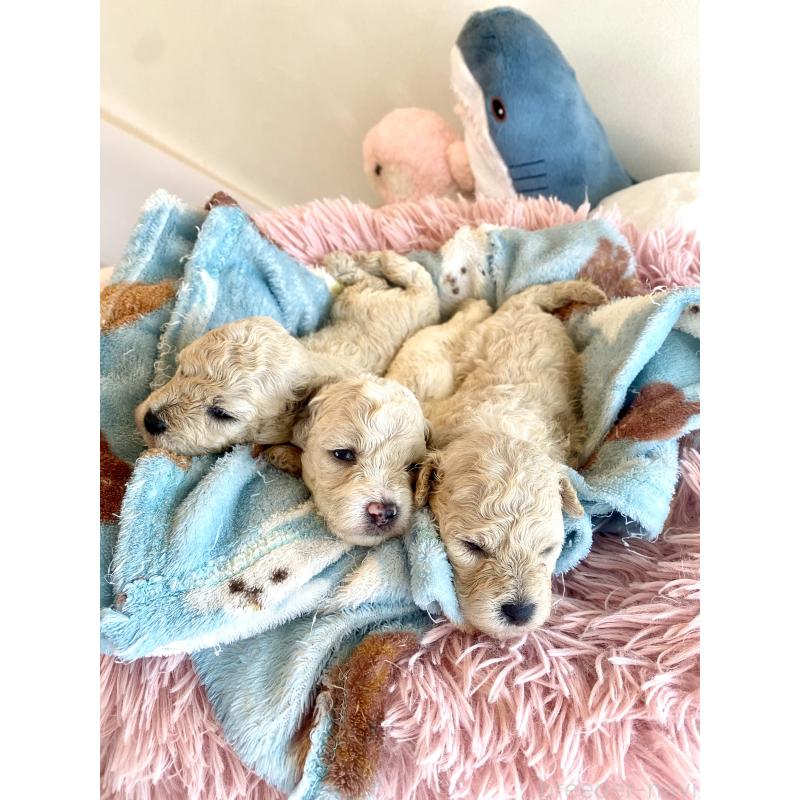 商談中の東京都のミックス犬-396052の5枚目