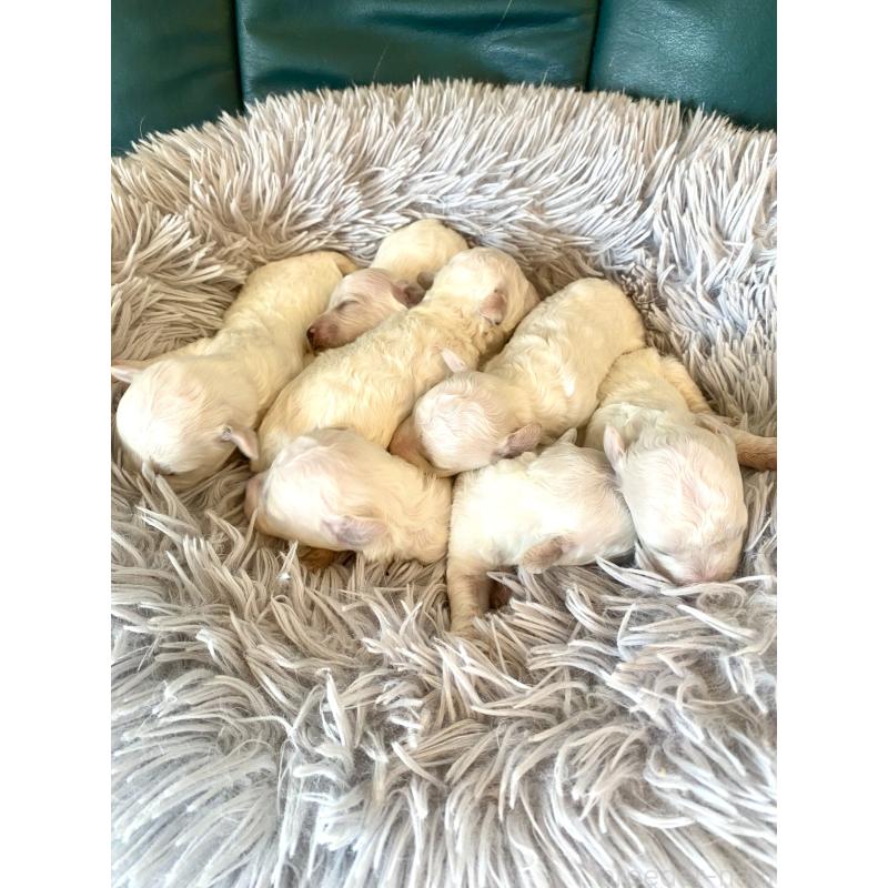 販売中の東京都のミックス犬-398962