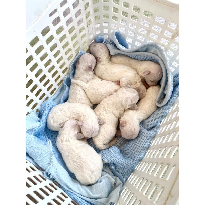 販売中の東京都のミックス犬-398962の12枚目