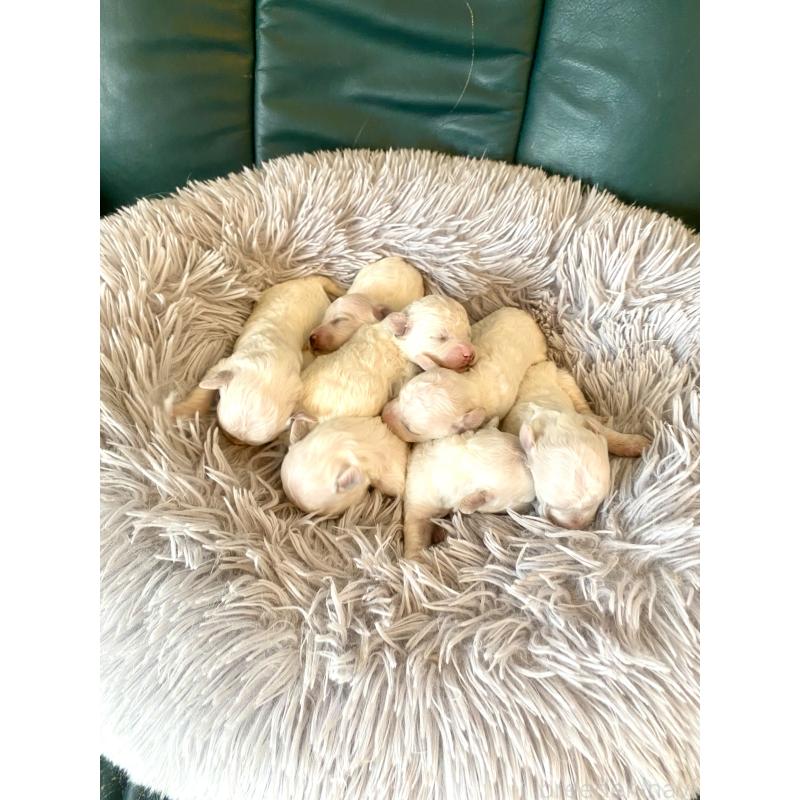 販売中の東京都のミックス犬-398962の11枚目
