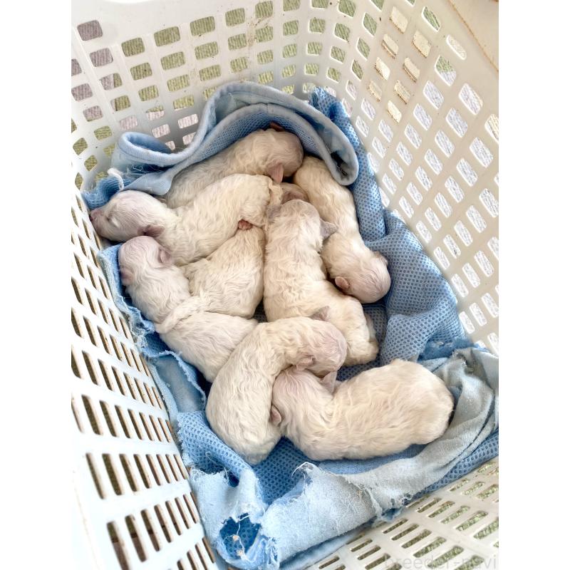 販売中の東京都のミックス犬-398962の10枚目