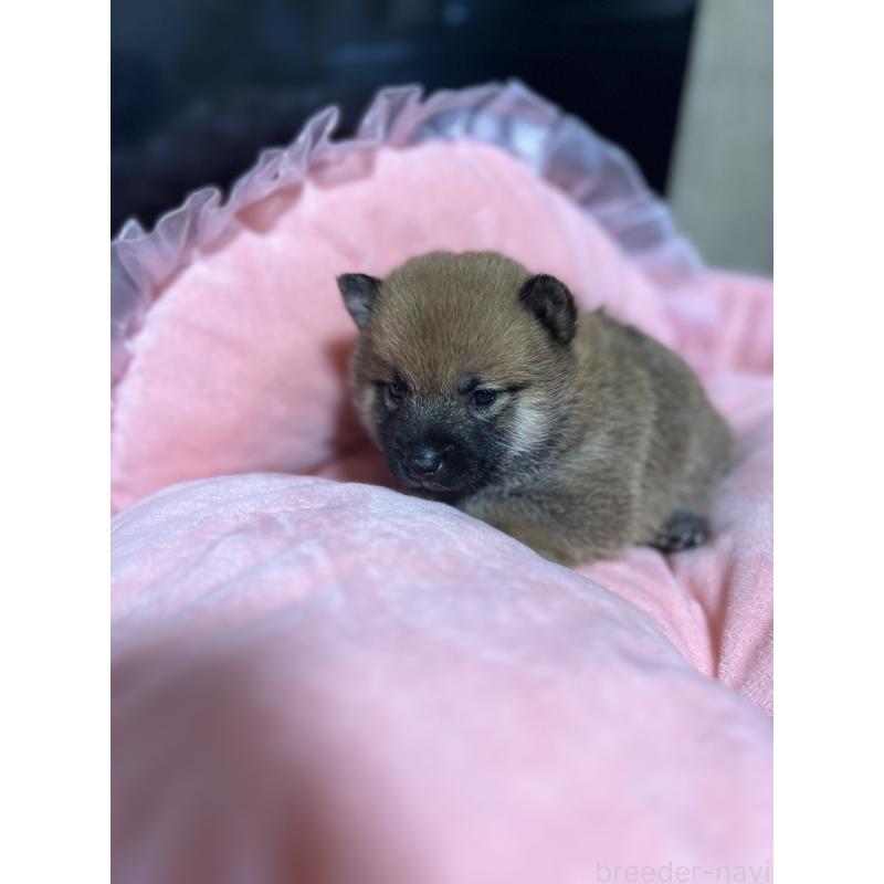 販売中の埼玉県の柴犬-399965の4枚目