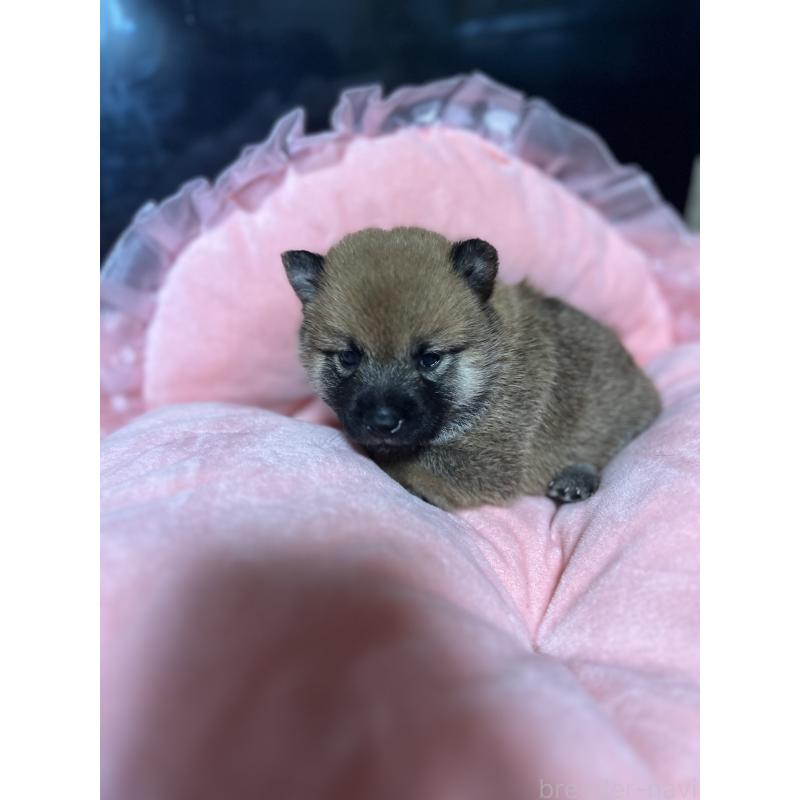 販売中の埼玉県の柴犬-399965の3枚目