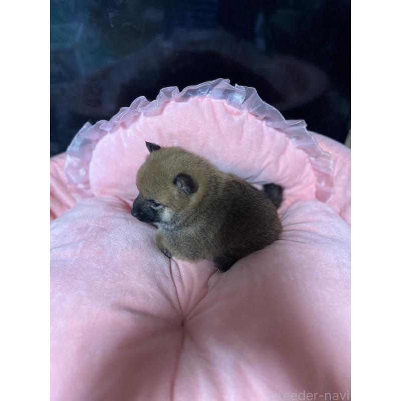 販売中の埼玉県の柴犬-399965の2枚目