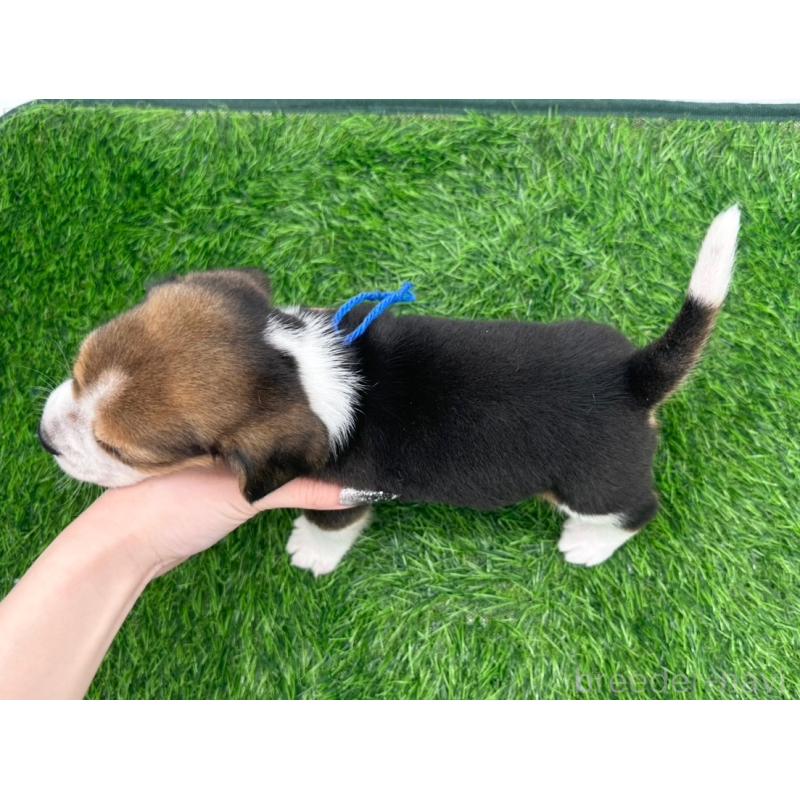 販売中の愛知県のビーグル-399967の2枚目