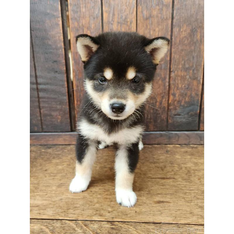 販売中の大阪府の柴犬-399978の10枚目