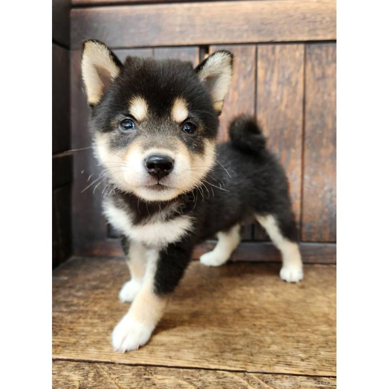 販売中の大阪府の柴犬-399978の1枚目