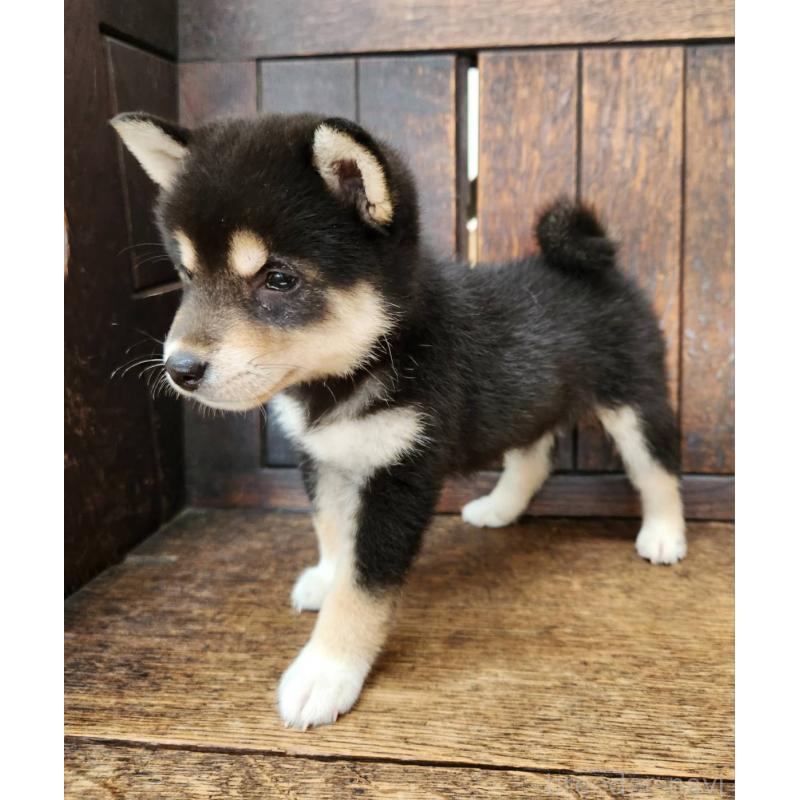 販売中の大阪府の柴犬-399978の9枚目