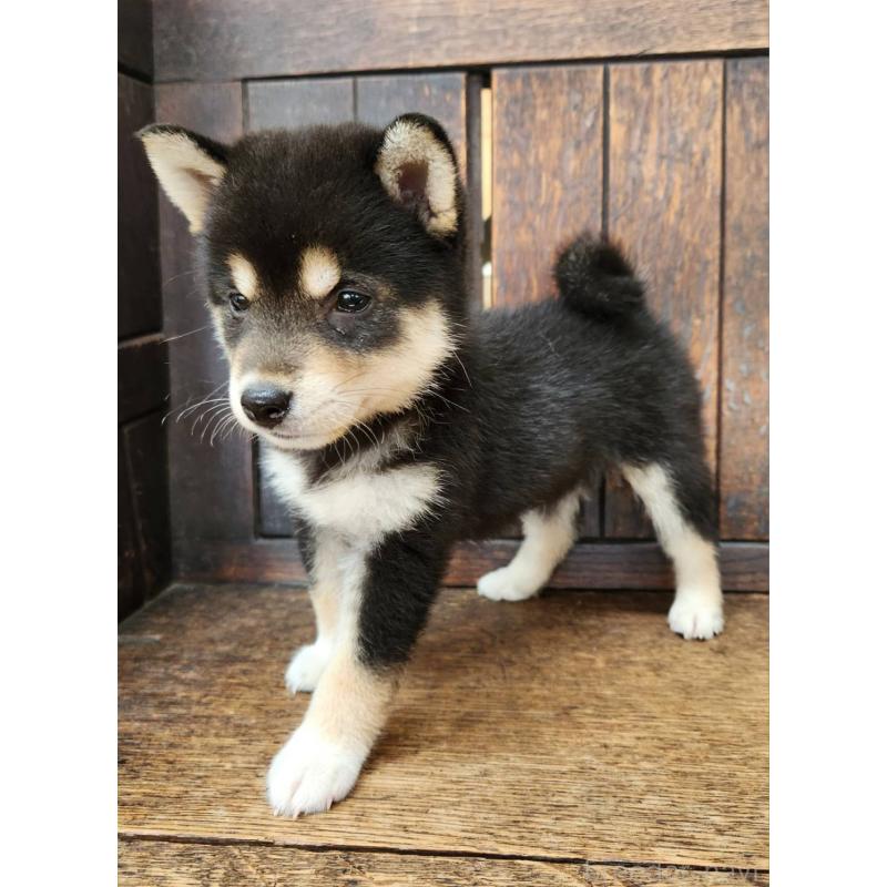 販売中の大阪府の柴犬-399978の8枚目