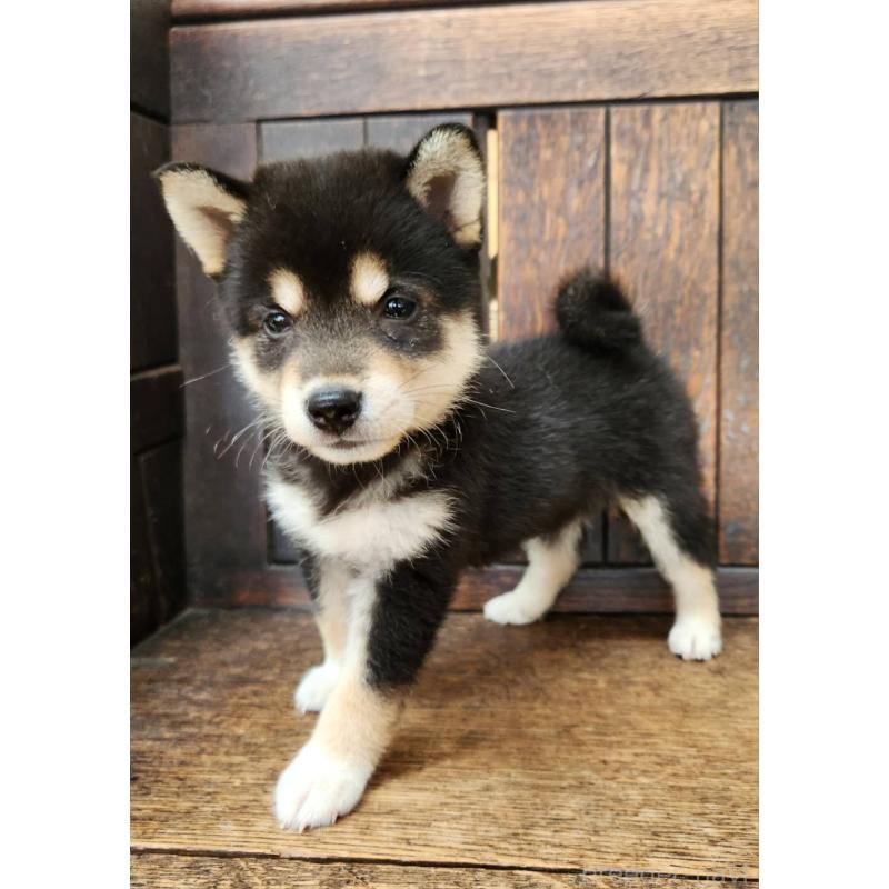 販売中の大阪府の柴犬-399978の7枚目