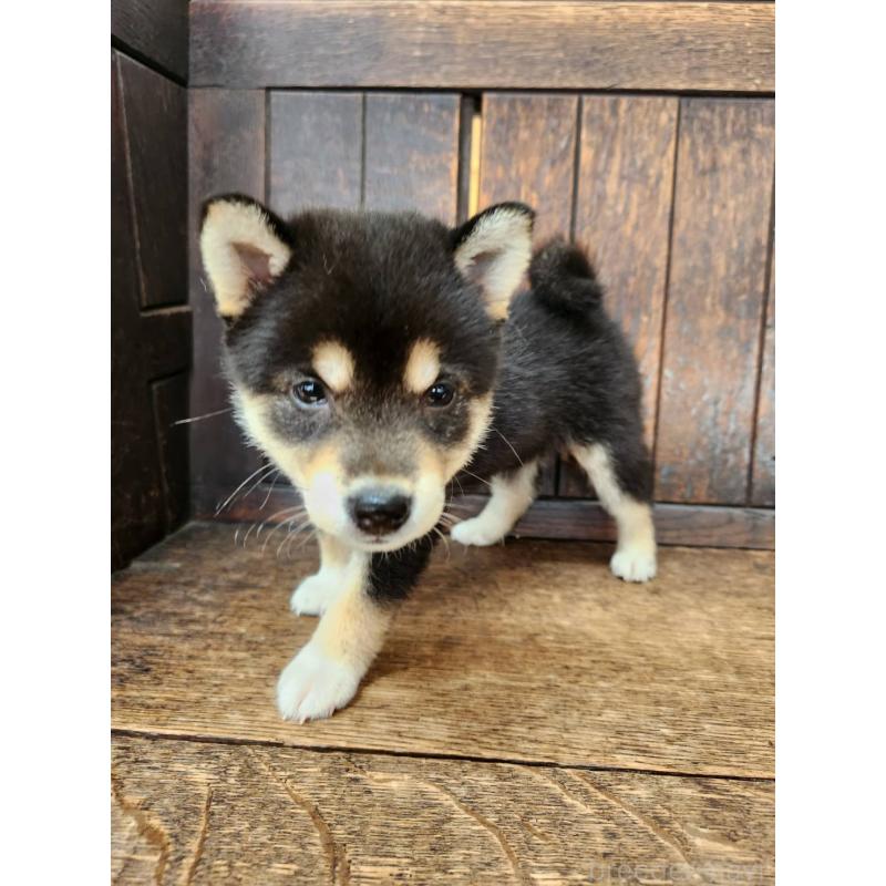 販売中の大阪府の柴犬-399978の6枚目