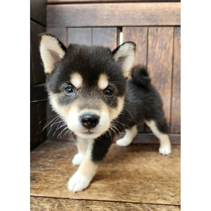 販売中の大阪府の柴犬-399978の5枚目