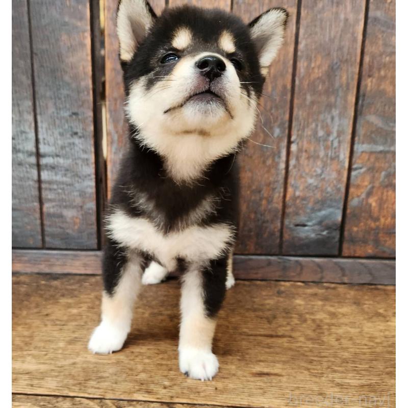 販売中の大阪府の柴犬-399978の4枚目