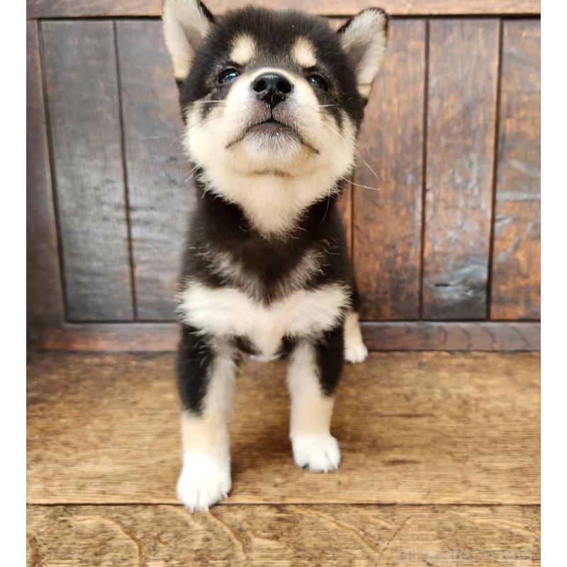 販売中の大阪府の柴犬-399978の3枚目