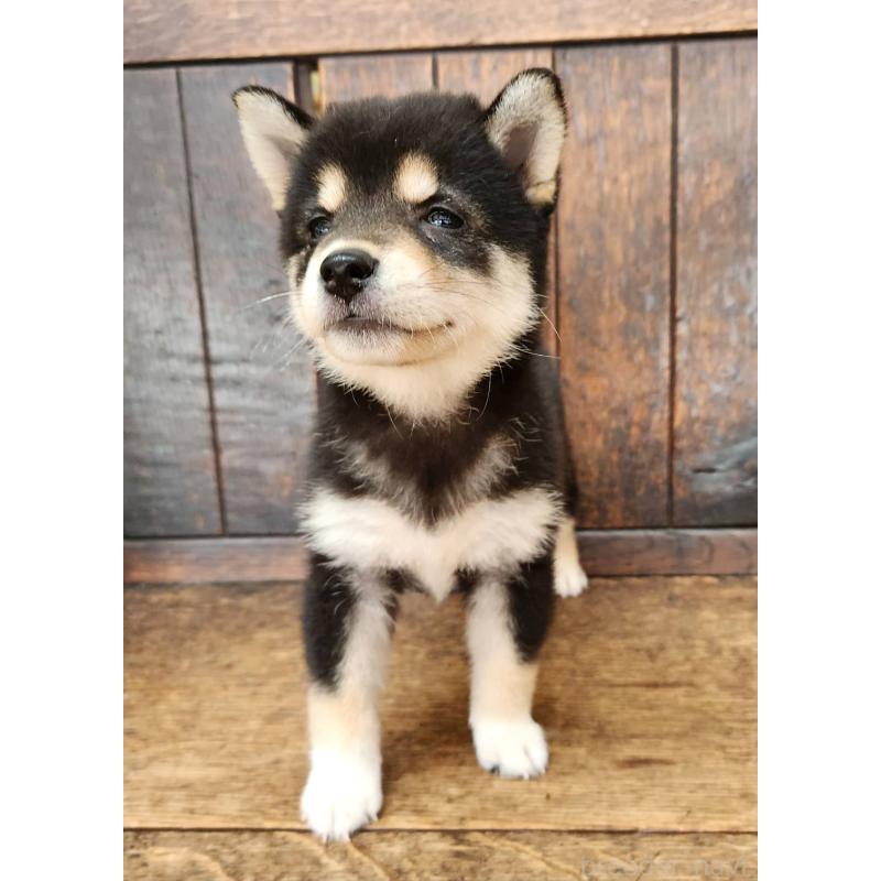 販売中の大阪府の柴犬-399978の2枚目