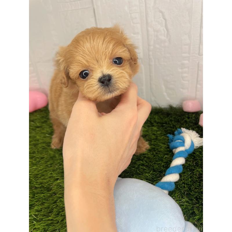 販売中の千葉県のポメプー:ポメラニアン×トイプードル-396616