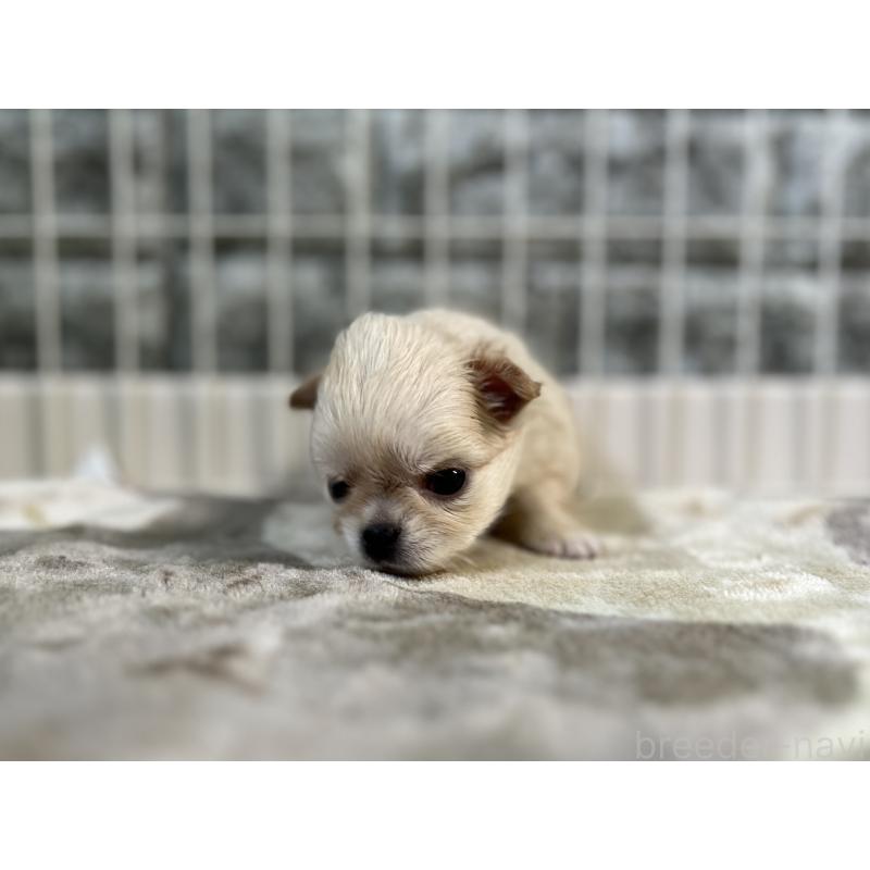 販売中の埼玉県のチワワ(ロングコート)-399997の5枚目
