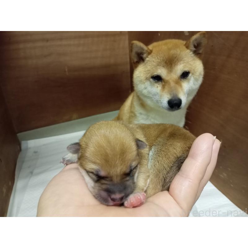 販売中の熊本県の豆柴-399971の3枚目