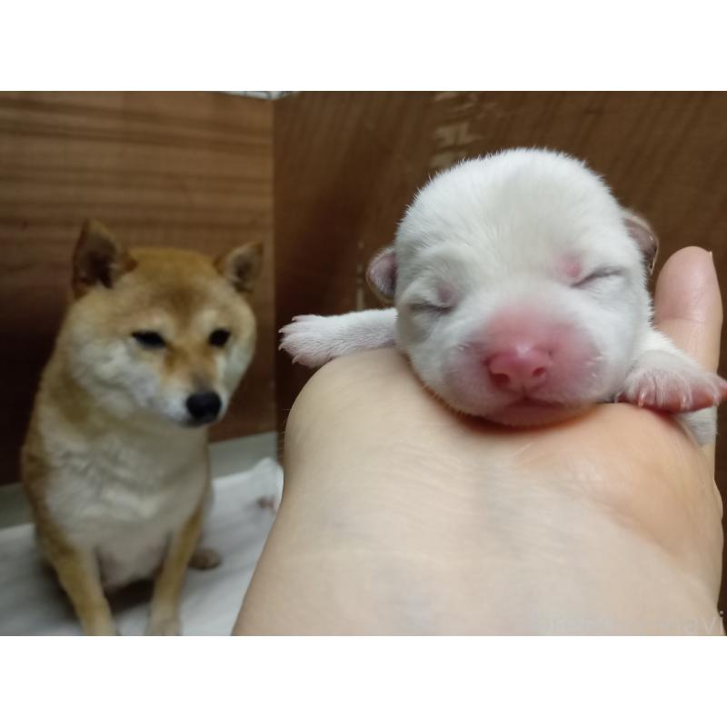 販売中の熊本県の豆柴-399982の3枚目