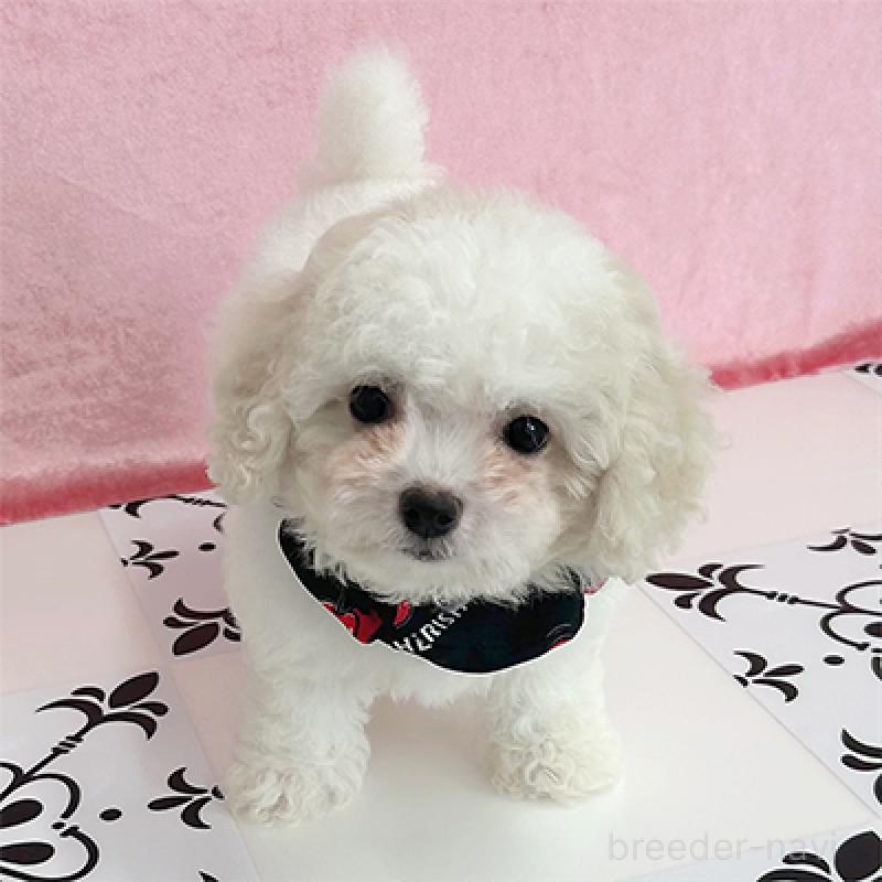 販売中の大阪府のミックス犬-400538