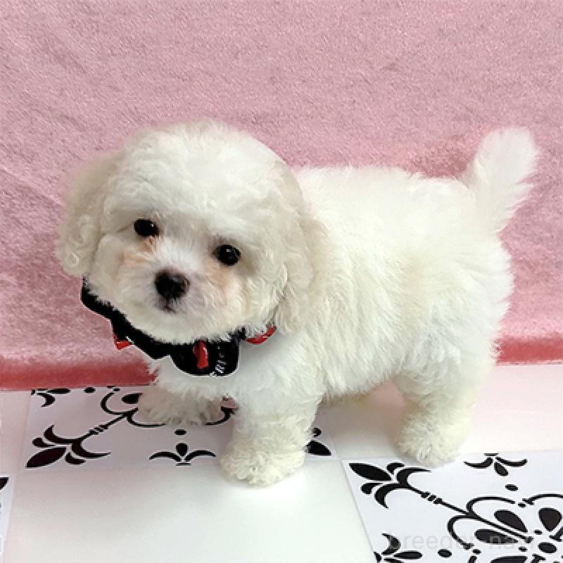 販売中の大阪府のミックス犬-400538の4枚目