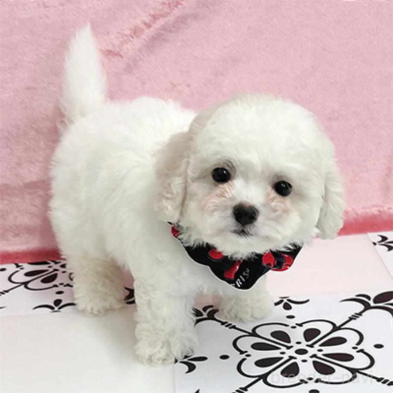 販売中の大阪府のミックス犬-400538の3枚目