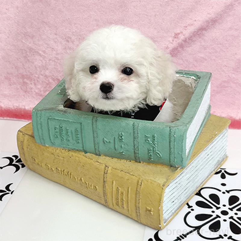 販売中の大阪府のミックス犬-400538の2枚目