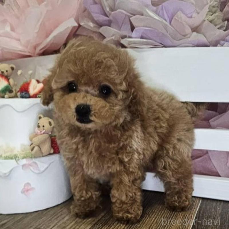 販売中の埼玉県のタイニープードル-400019の4枚目