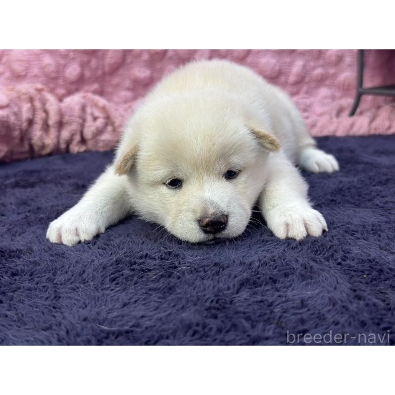 販売中の茨城県の柴犬-398889