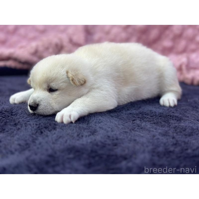 成約済の茨城県の柴犬-398889の7枚目