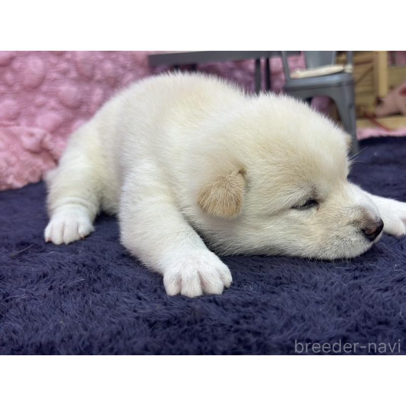 成約済の茨城県の柴犬-398889の6枚目