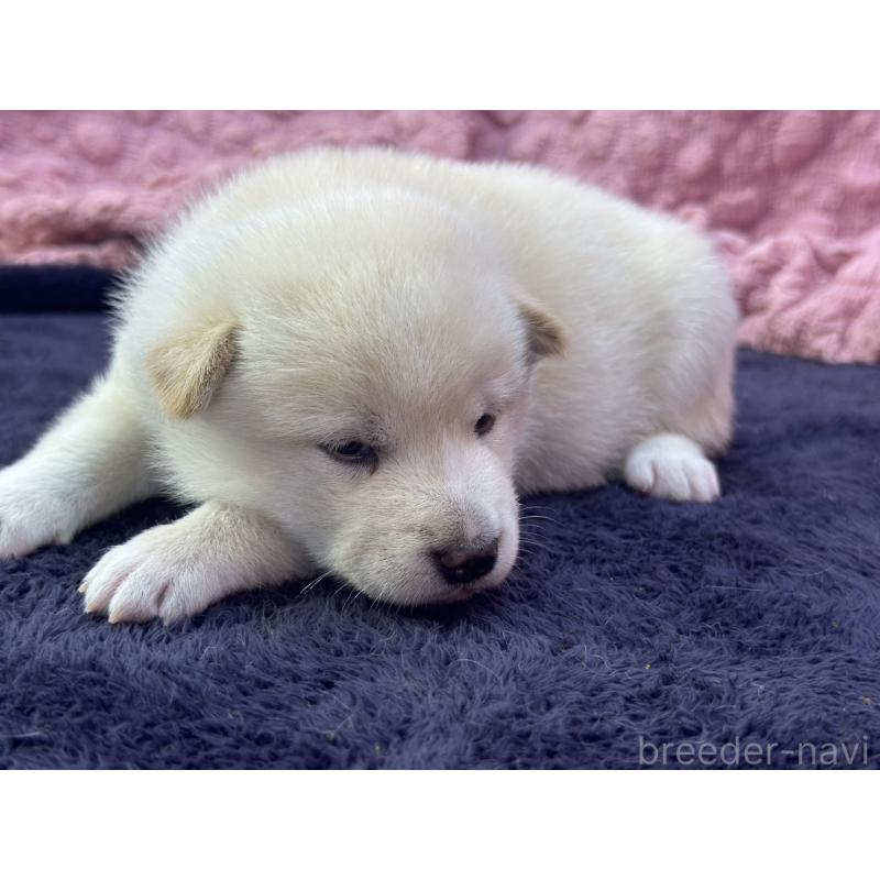 成約済の茨城県の柴犬-398889の5枚目