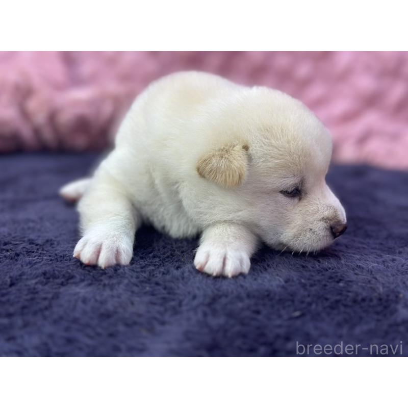 成約済の茨城県の柴犬-398889の4枚目