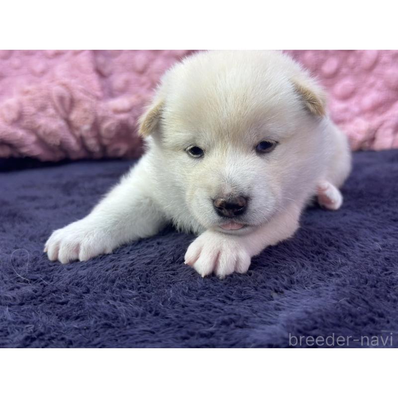 成約済の茨城県の柴犬-398889の2枚目