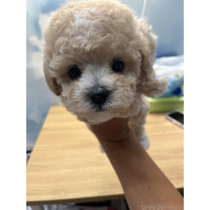 販売中の愛知県のミックス犬-400037の7枚目