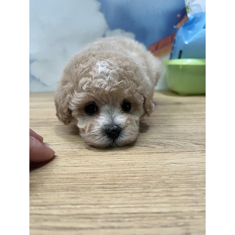 販売中の愛知県のミックス犬-400037の5枚目