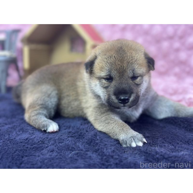 販売中の茨城県の柴犬-400035の1枚目