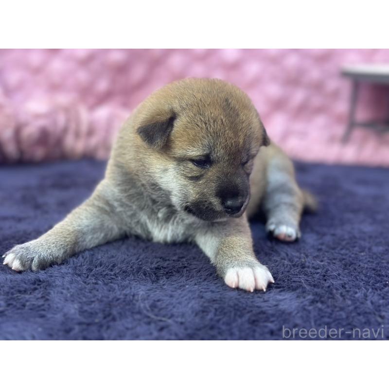 販売中の茨城県の柴犬-400035の9枚目
