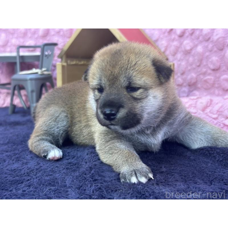 販売中の茨城県の柴犬-400035の8枚目