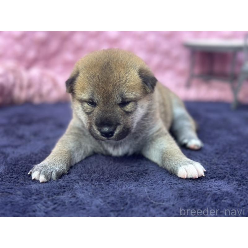販売中の茨城県の柴犬-400035の7枚目