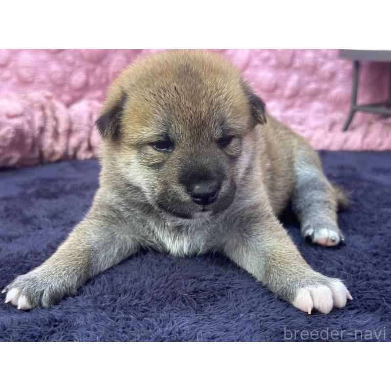 販売中の茨城県の柴犬-400035の6枚目