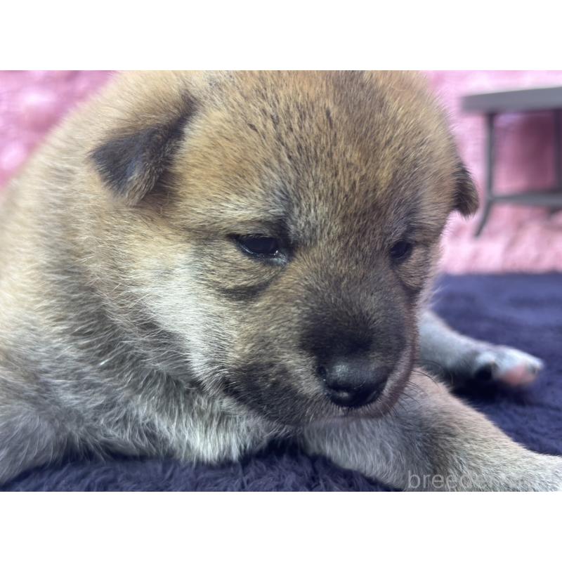 販売中の茨城県の柴犬-400035の5枚目