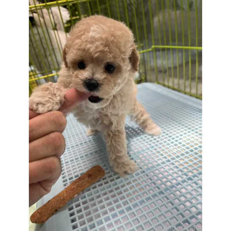 販売中の愛知県のミックス犬-400037の4枚目