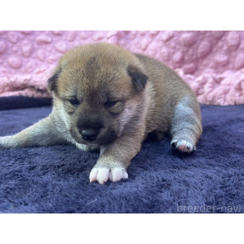 販売中の茨城県の柴犬-400035の4枚目
